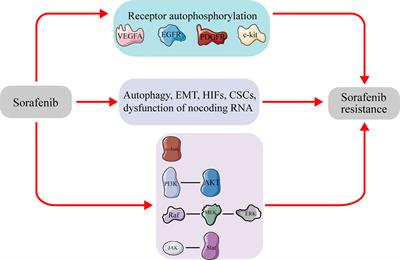 Effect of the Hypoxia Inducible Factor on Sorafenib Resistance of Hepatocellular Carcinoma